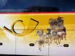 Seitendekor des NEOPLAN STARLINER von der Schweizer Post am 13.4.2013 in Krems an der Donau.