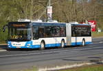 MAN Lion's City als Feldermaus F2 von Dierkower Kreuz, Rostock nach Doberaner Platz am Morgen des 22.04.2019 in H�he Kunsthalle Rostock.