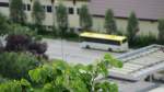 Experimentbild: Frisches Lindenlaub vor Ares.